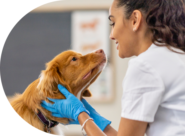 Hero image of veterinarian and dog